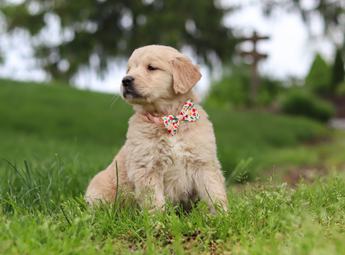 Lila