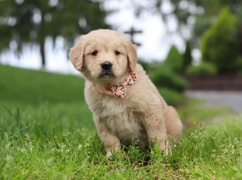 Lila
