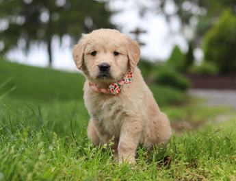 Lila