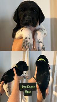 Lime Green Collar
