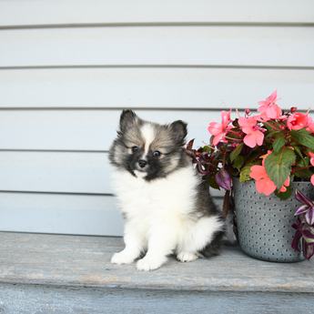 Margie