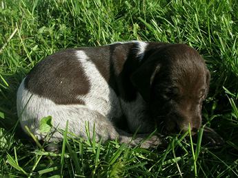 Marla