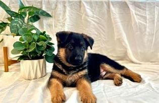 Max
