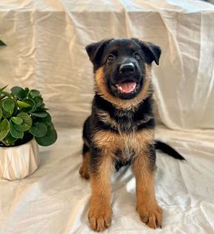 Max