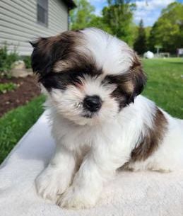 Mia