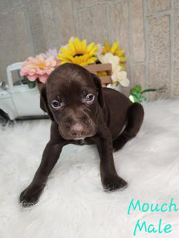 Miuch