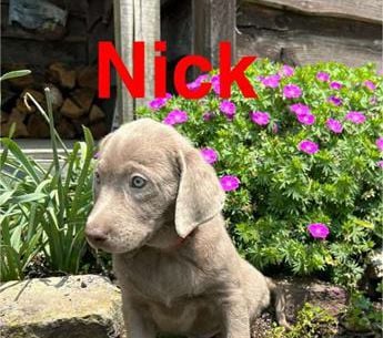 Nick