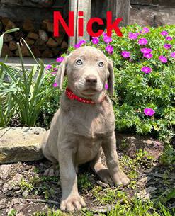 Nick