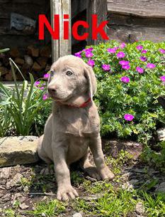 Nick