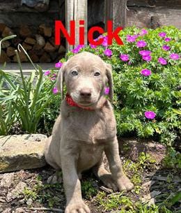 Nick