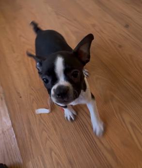 Prancer