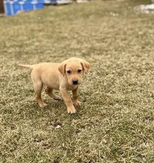 Ranger