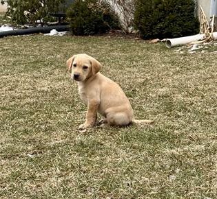 Ranger