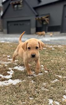 Ranger