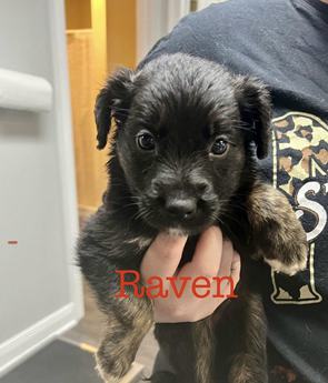 Raven - Puppy Area