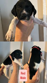 Red Collar