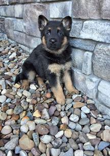Remy