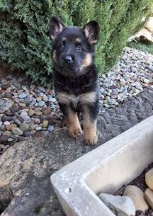 Remy