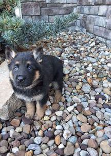 Remy