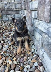 Remy