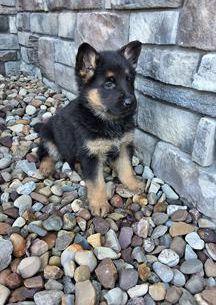 Remy