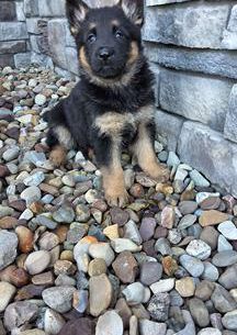 Remy