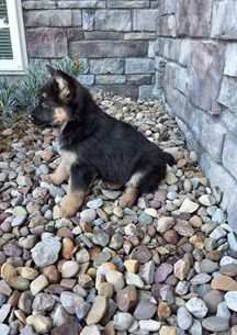 Remy