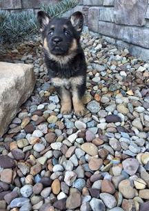 Remy