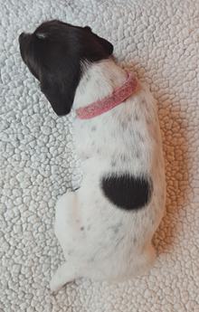 Sophie