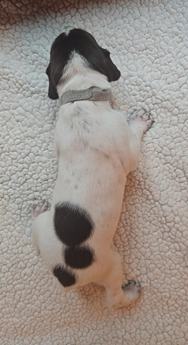 Stella