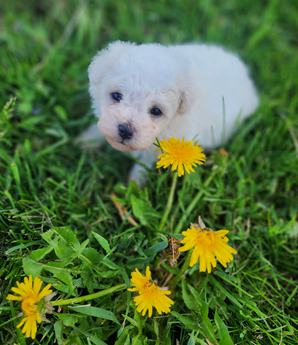 Sweetheart Blossom