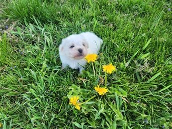 Sweetheart Blossom