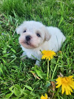 Sweetheart Blossom