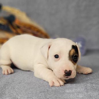 Theo Registered Jack Russell Male