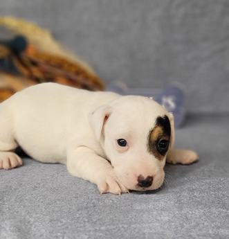 Theo Registered Jack Russell Male