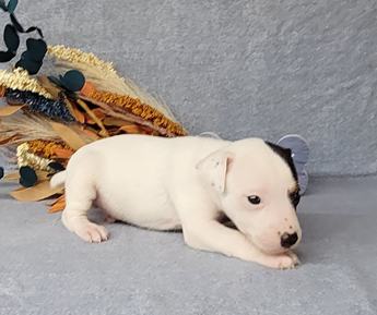 Theo Registered Jack Russell Male