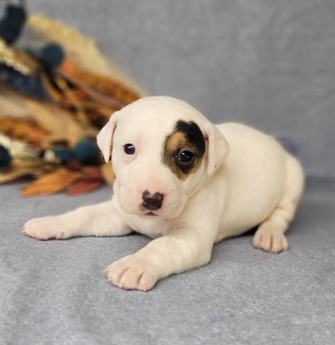 Theo Registered Jack Russell Male