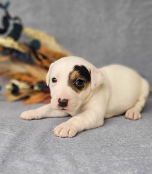 Theo Registered Jack Russell Male