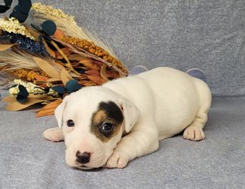 Theo Registered Jack Russell Male