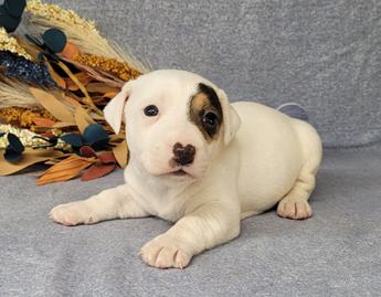 Theo Registered Jack Russell Male