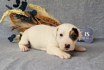 Theo Registered Jack Russell Male
