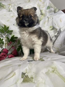 Tina Ballerina