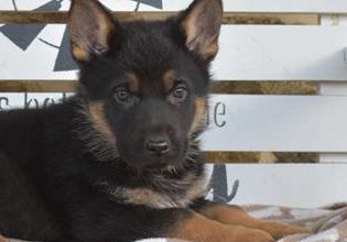 Tucker