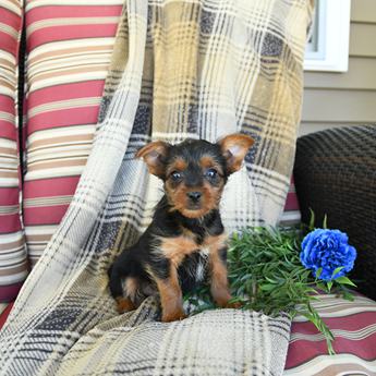 Tucker