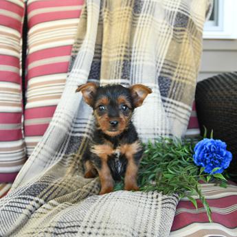 Tucker