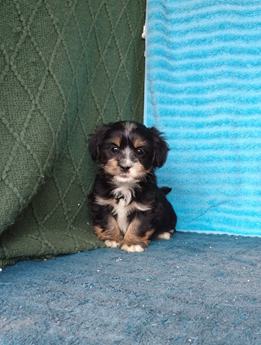 Tucker