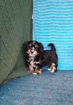 Tucker