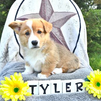 Tyler