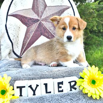 Tyler