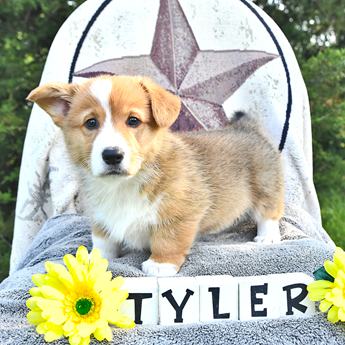 Tyler